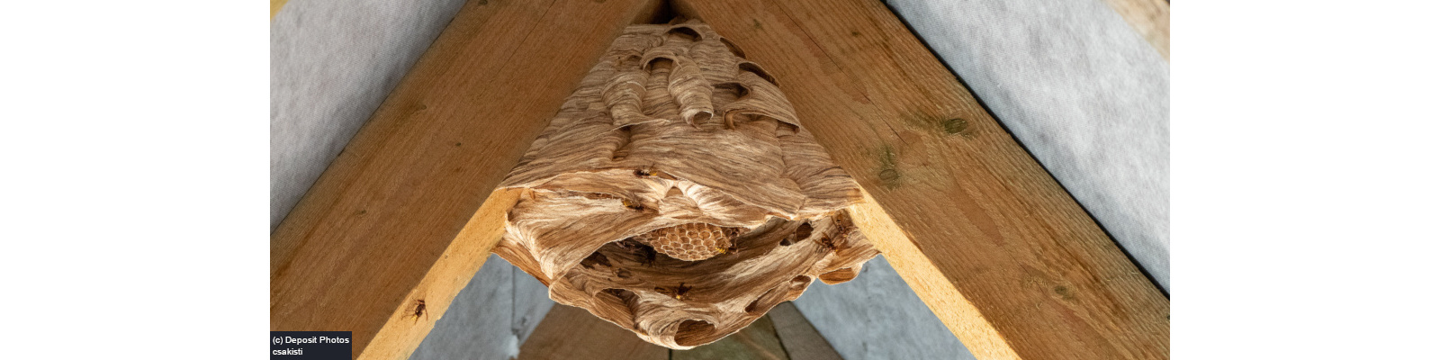 Hornet nest removal
