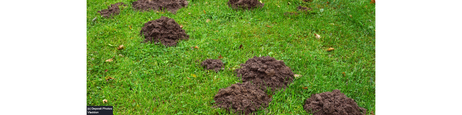 Mole catching services