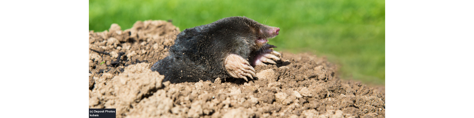 Mole catching services