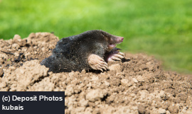 Mole