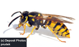 Wasp